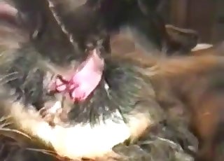 Let me just fuck this mutt