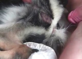 Trying to fuck that hairy dog