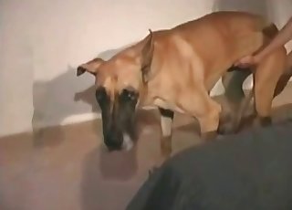 मेरे पपी के साथ तेज़ी से चुदाई