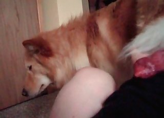 White dog enjoys a edible hj