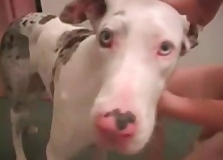 Dog gets a dosage of stimulation