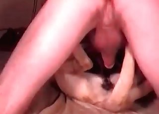 Sweet animal punctured in the anal