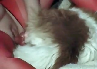 Hairy doggy impales a tight twat