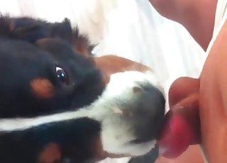 Ultra-cute and funny bestial blowjob