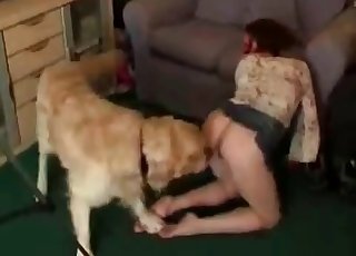 장난기 넘치는 내 강아지가 나를 즐긴다