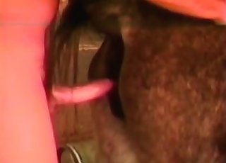 Slow banging in the farm porno