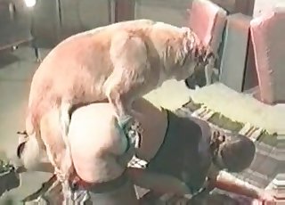 Leikkisä koira lävistää pilluni