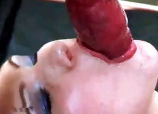 Elegant bestial head for a dog