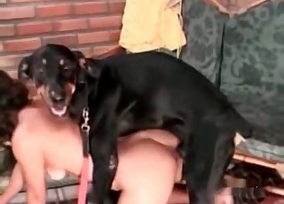 Doberman drills her taut twat