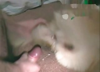 Super-steamy sheep is being fucked hard