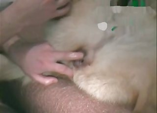 Super-steamy sheep is being fucked hard