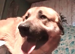 Filthy retriever is licking a cunt