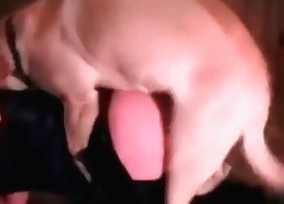 Awesome doggy is fucking her snatch