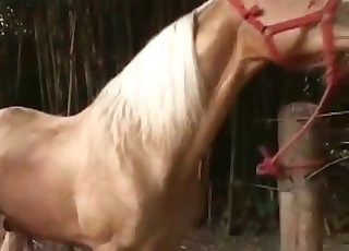 Cowboy from hell is sucking a horse