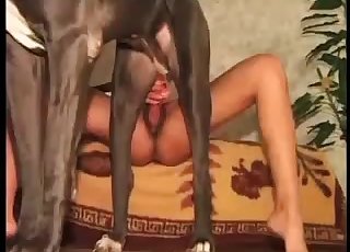 Doberman nails a juicy wet twat