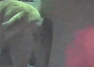 Bitchy doggy is being anally ravaged