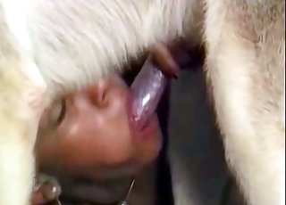 German Shepherd is in the guest room