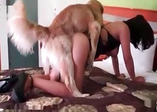 Dark-haired zoophile and retriever