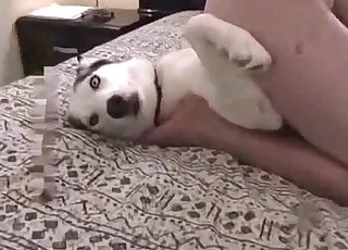 Big-dicked dog gets a super-cute handjob