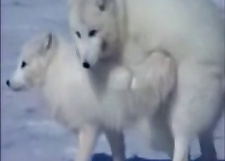 Different types of animals having good sex