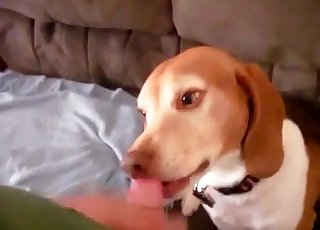 Spotted dog sucks my loaded boner