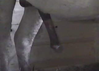 Watch that horse cock get bigger