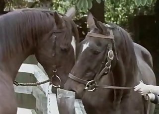 Two horses having amazing sex in doggy pose