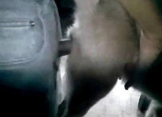 Punishing that horse's hot pussy