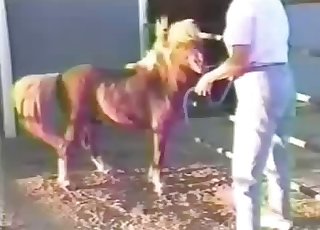 Two sexy ponies have awesome sex in barn