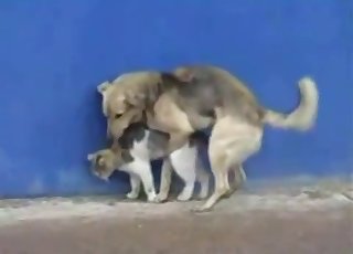 Dog bangs a cute kitty in doggy style