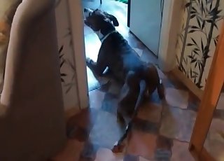 Em gái nhút nhát mặc đồ đen muốn quan hệ với một con chó