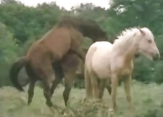 Hot stallions having nice outdoor sex