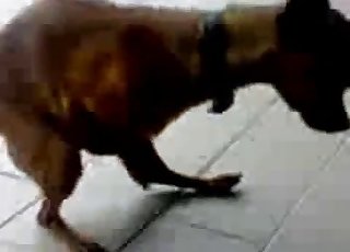 Tiny dog is a compulsive masturbator