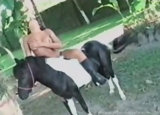 Perfect ebony sucking a stallion dick