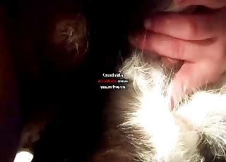 Cutest doggy nicely licks a hard wiener