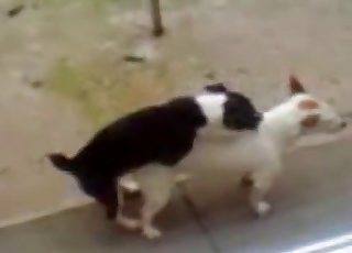 Two cute spotted dogs have nice sex