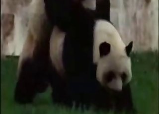 Two cute animals are fucking on the hood