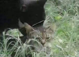 Kitty enjoying hardcore sex in the grass