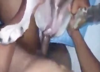 Šialené vidieť také úžasné zoofilie