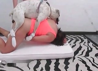 White dog eating brunette's pussy