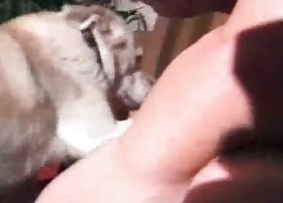 Energetic doggo gaping that pussy