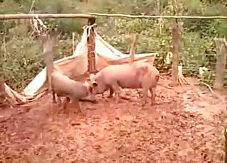 Two pigs fucking passionately in the mud
