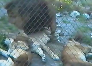 Real wild cats are banging so passionate