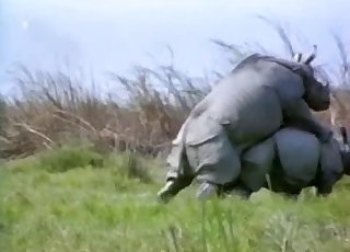 Gigantic rhinos fuck in doggy style pose