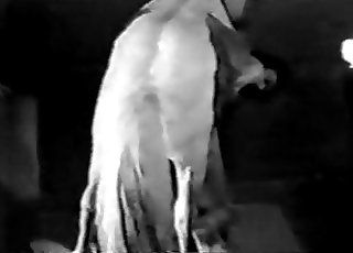 Massive wiener of a lusty pony