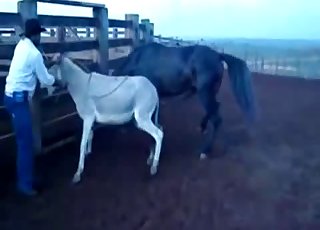 Two animals fucking outdoors