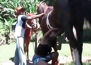 Horses enjoying hardcore sex in the open