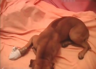 Sad-looking doggo in a hot vid