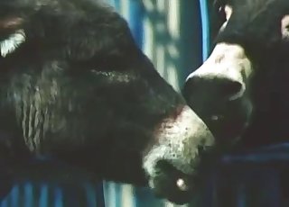 クローズアップアクション、幻想的な獣姦