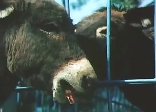 Close-up action, fantastic bestiality